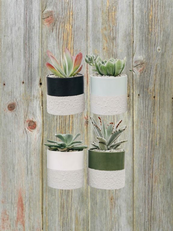 4" TEXTURED CONCRETE SUCCULENT PLANT COMBO